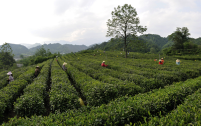 今年会·(中国集团)官方网站